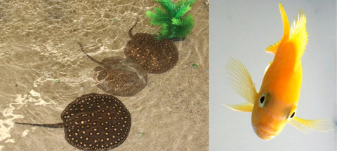 New Study Shows that Fish Seem Capable of Reasoning