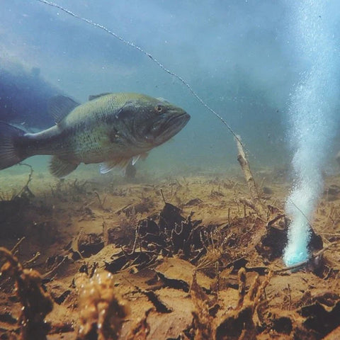 This is what a blob fish actually looks like underwater in their natural habitat : r/TheDepthsBelow